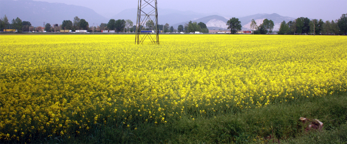 L’eterna primavera della speranza